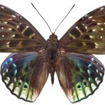 butterfly-1314-4-0%d1%853-0