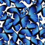 butterfly-13142-unlimith