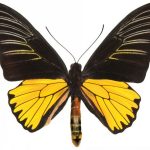 butterfly-1315-3-7%d1%853-0