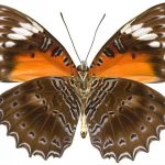 butterfly-1316-6-0%d1%854-8