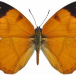 butterfly-1318-5-7%d1%854-4