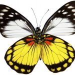 butterfly-1319-3-7%d1%853-2