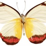 butterfly-1321-6-0%d1%854-0