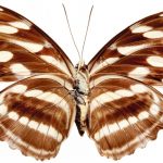 butterfly-1322-7-5%d1%855-4