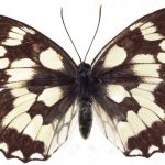 butterfly-1324-3-5%d1%852-3