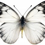 butterfly-1325-4-9%d1%853-8