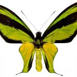 butterfly-1327-4-5%d1%853-5