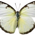 butterfly-1328-6-0%d1%853-9