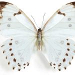 butterfly-1329-4-0%d1%853-0