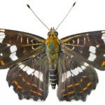 butterfly-1330-6-0%d1%853-0