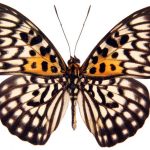 butterfly-1331-6-0%d1%855-0