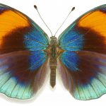 butterfly-1332-6-0%d1%854-0
