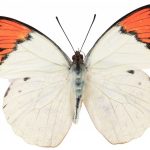 butterfly-1333-5-0%d1%854-0