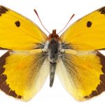 butterfly-1334-5-0%d1%853-0