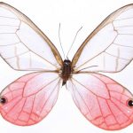 butterfly-1335-4-6%d1%853-6