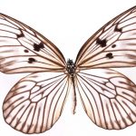 butterfly-1336-4-0%d1%852-8