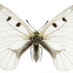 butterfly-1337-3-8%d1%852-5