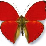 butterfly-1339-5-8%d1%855-0