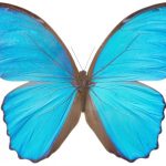 butterfly-1341-4-0%d1%853-0