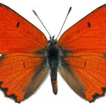 butterfly-1342-5-0%d1%854-0