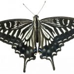 butterfly-1343-6-0%d1%854-0