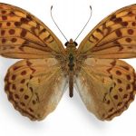 butterfly-1344-6-0%d1%855-0