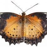 butterfly-1345-5-0%d1%852-5
