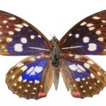 butterfly-1346-7-0%d1%854-5