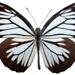 butterfly-1349-4-0%d1%853-0