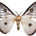 butterfly-1350-4-7%d1%853-4