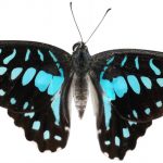 butterfly-1351-6-0%d1%853-0