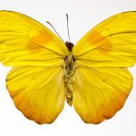 butterfly-1352-7-0%d1%855-0