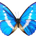 butterfly-1353-4-0%d1%853-0