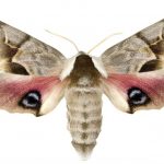butterfly-1356-5-6%d1%853-0