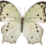butterfly-1358-6-4%d1%855-3