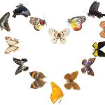 butterfly-1360-3-6%d1%853-0