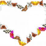butterfly-1361-7-0%d1%854-0