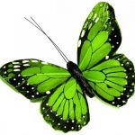 butterfly-1363-4-0%d1%854-0