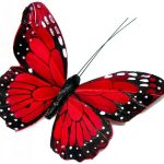 butterfly-1364-4-0%d1%854-0