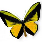 butterfly-1365-5-0%d1%855-0