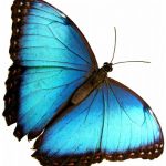 butterfly-1366-4-1%d1%854-4