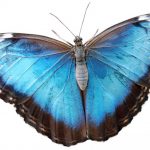 butterfly-1367-6-0%d1%854-0