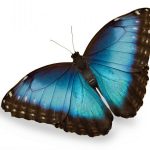 butterfly-1368-5-0%d1%855-0