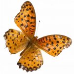 butterfly-1369-7-0%d1%857-0