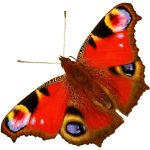 butterfly-1370-4-0%d1%854-0