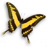butterfly-1371-4-0%d1%854-0