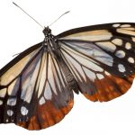 butterfly-1374-5-0%d1%853-0