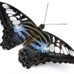 butterfly-1375-5-0%d1%854-0