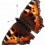 butterfly-1376-4-0%d1%855-0