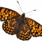 butterfly-1378-7-0%d1%855-0